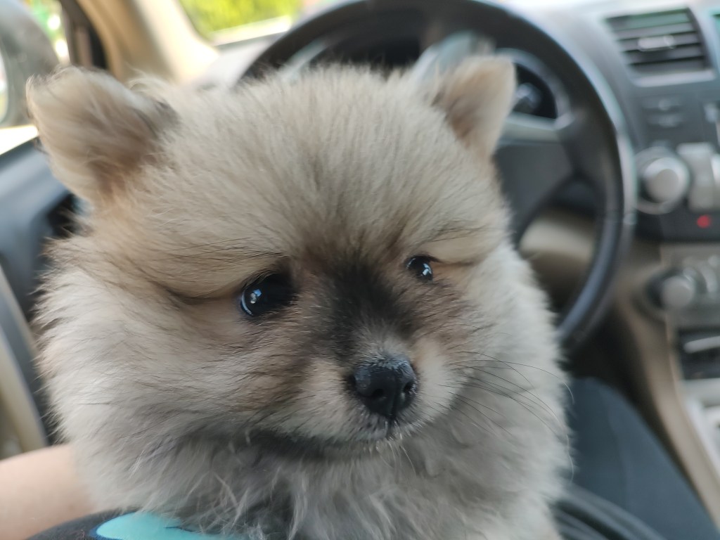 Adoption Day: Sept 10,&nbsp;2023