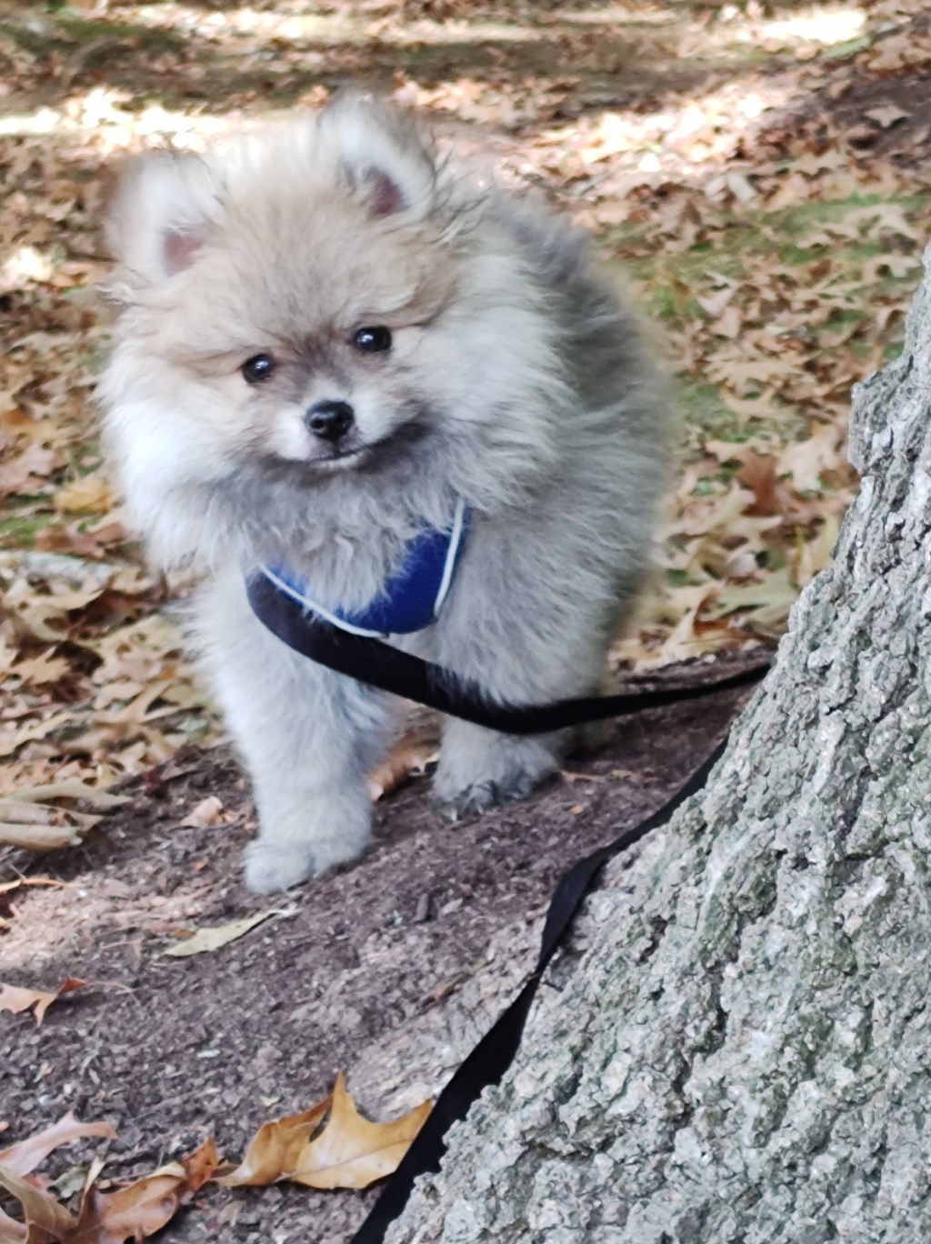Day 4, Look Mom I Peed on My First&nbsp;Tree!!!