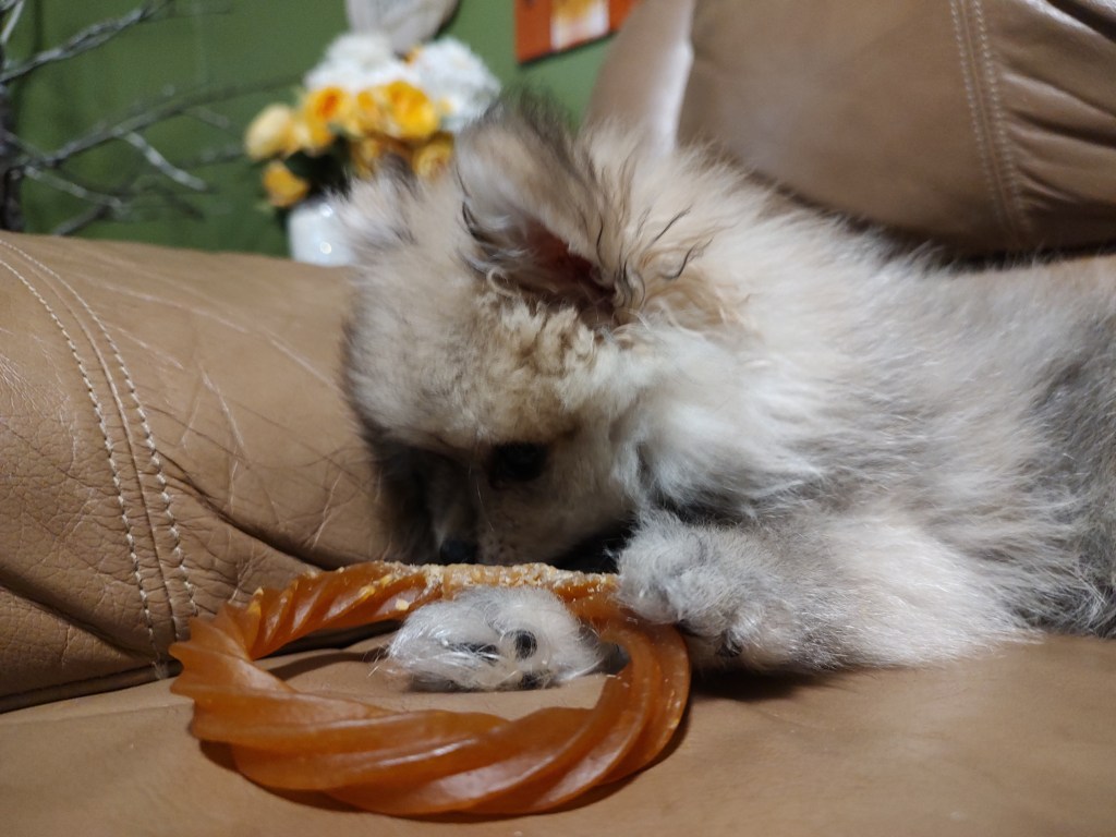 Day 5, Baby Shark&nbsp;Tooth