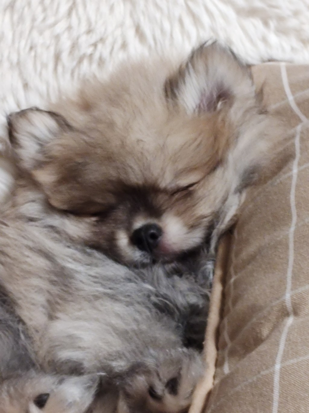 Post 30, Where Does Schnuggie Go in His&nbsp;Dreams?