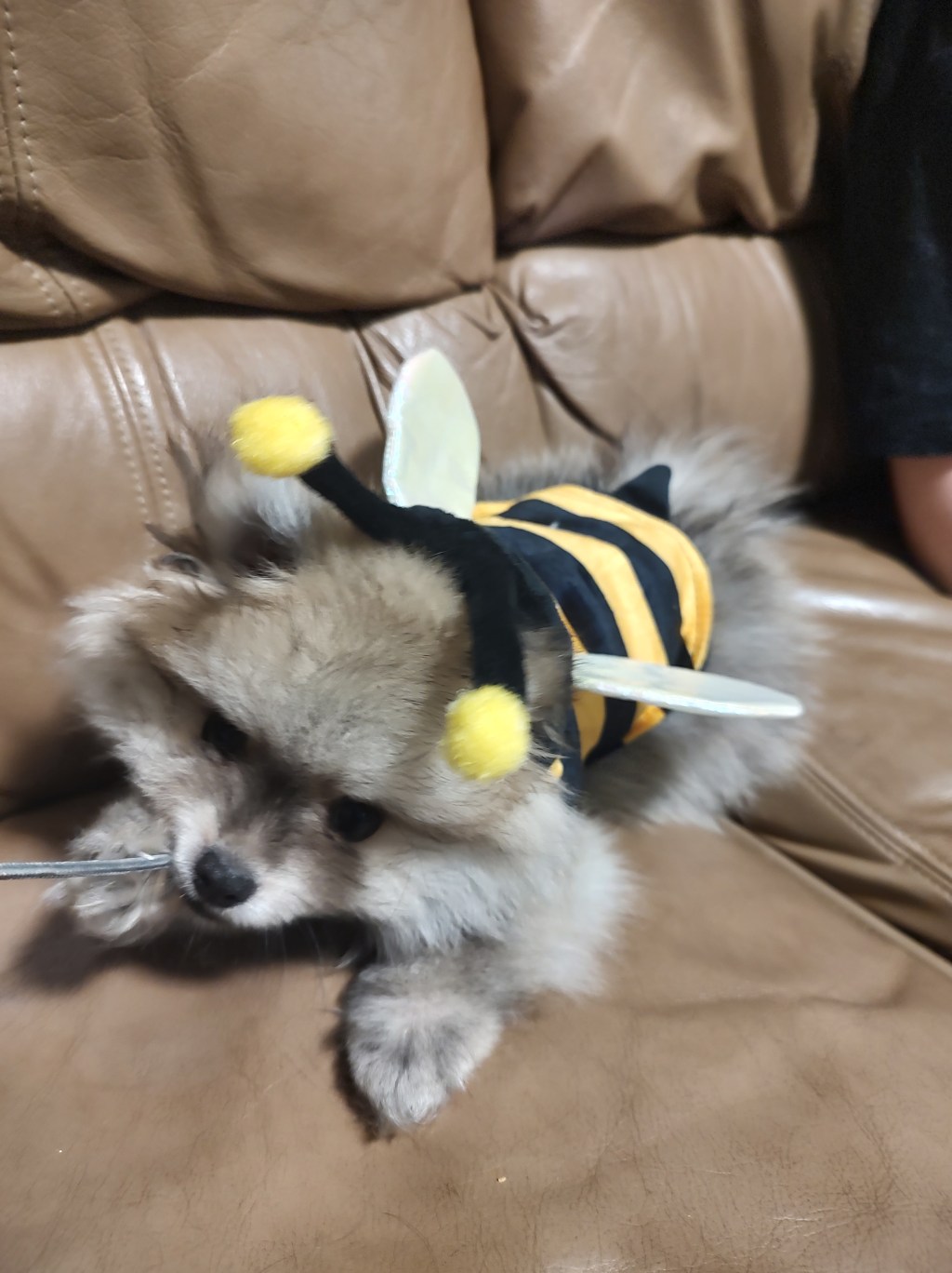 Post 9, He’s the Bee’s Knees in Guinea Pig&nbsp;size