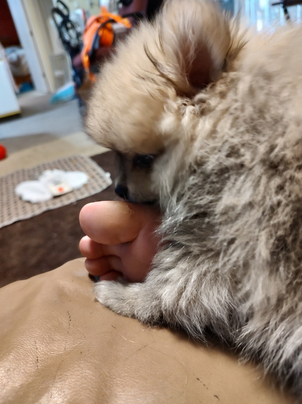 Post 10, He’s a Foot&nbsp;Dog