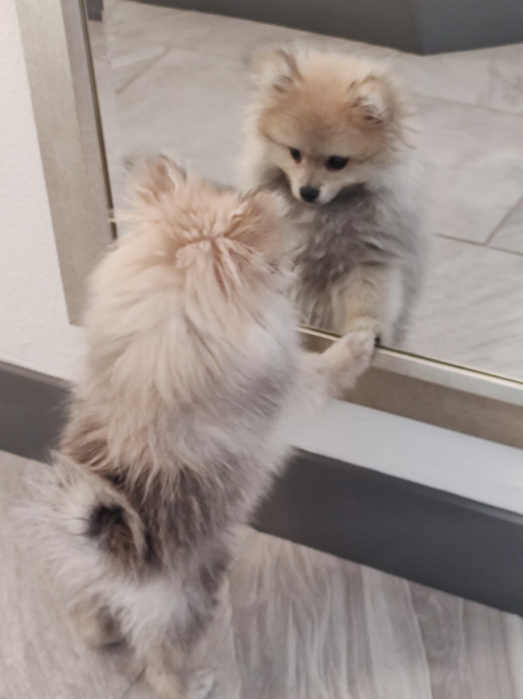 Post 13, I’m Starting   with the Dog in the&nbsp;Mirror