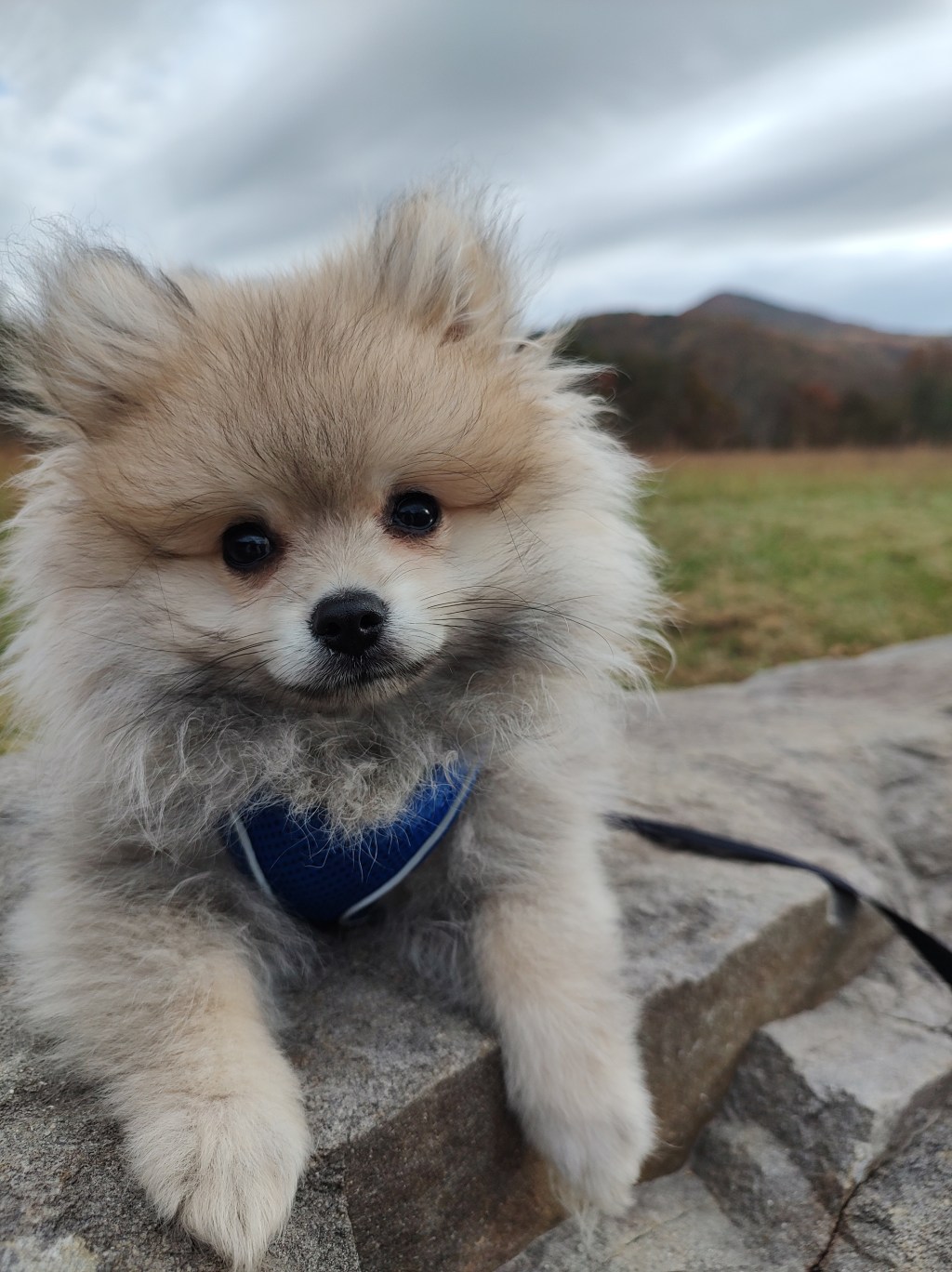 Post 15, Cade’s&nbsp;Cove