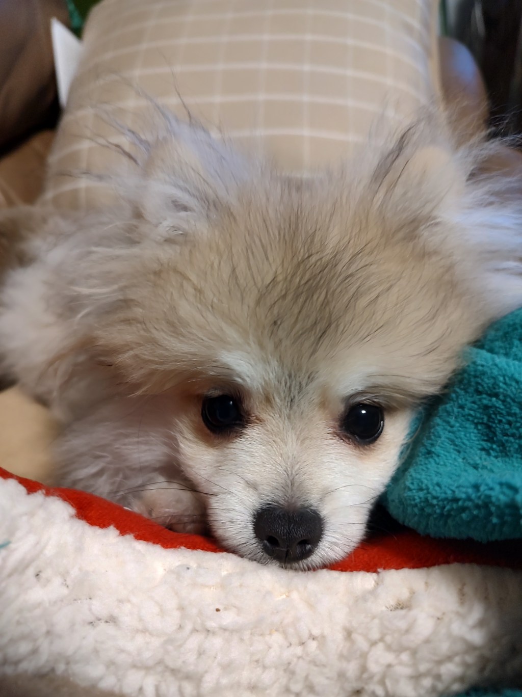 Post 20, Baby Loves His New&nbsp;Bed