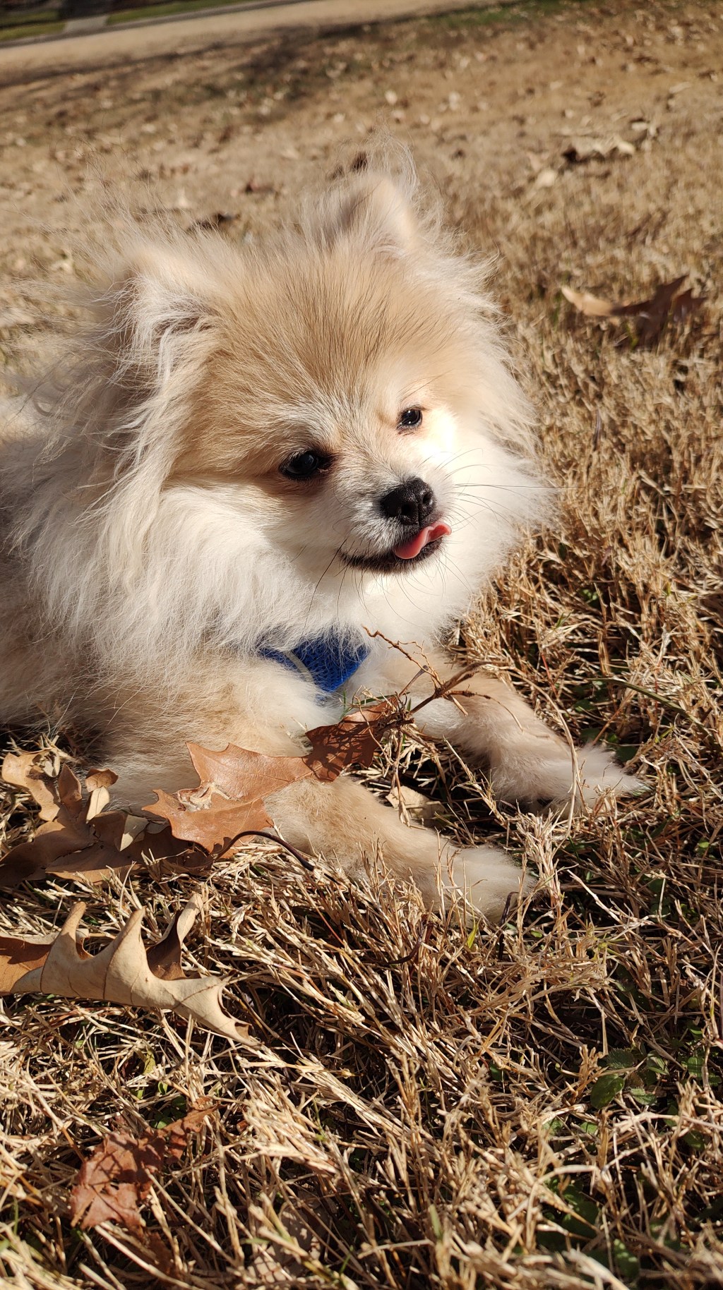 Post 23, Expensive Dog Treats vs&nbsp;Leaves