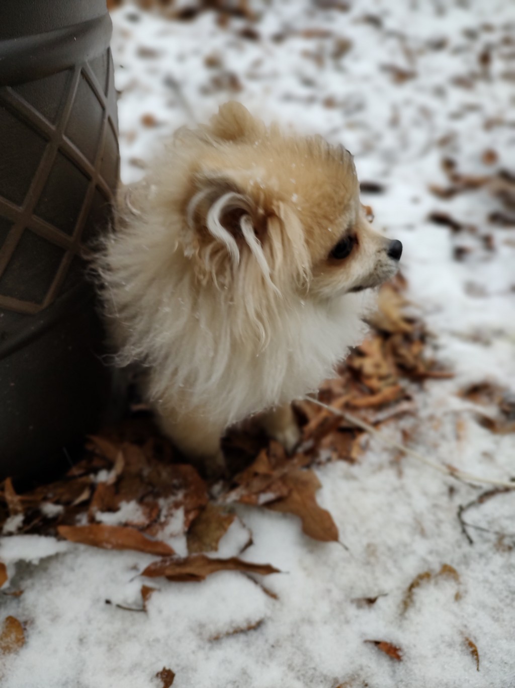 Post 24, Schnuggie’s First&nbsp;Snow