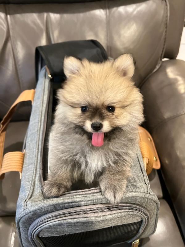 Post 26, Schnuggvolution