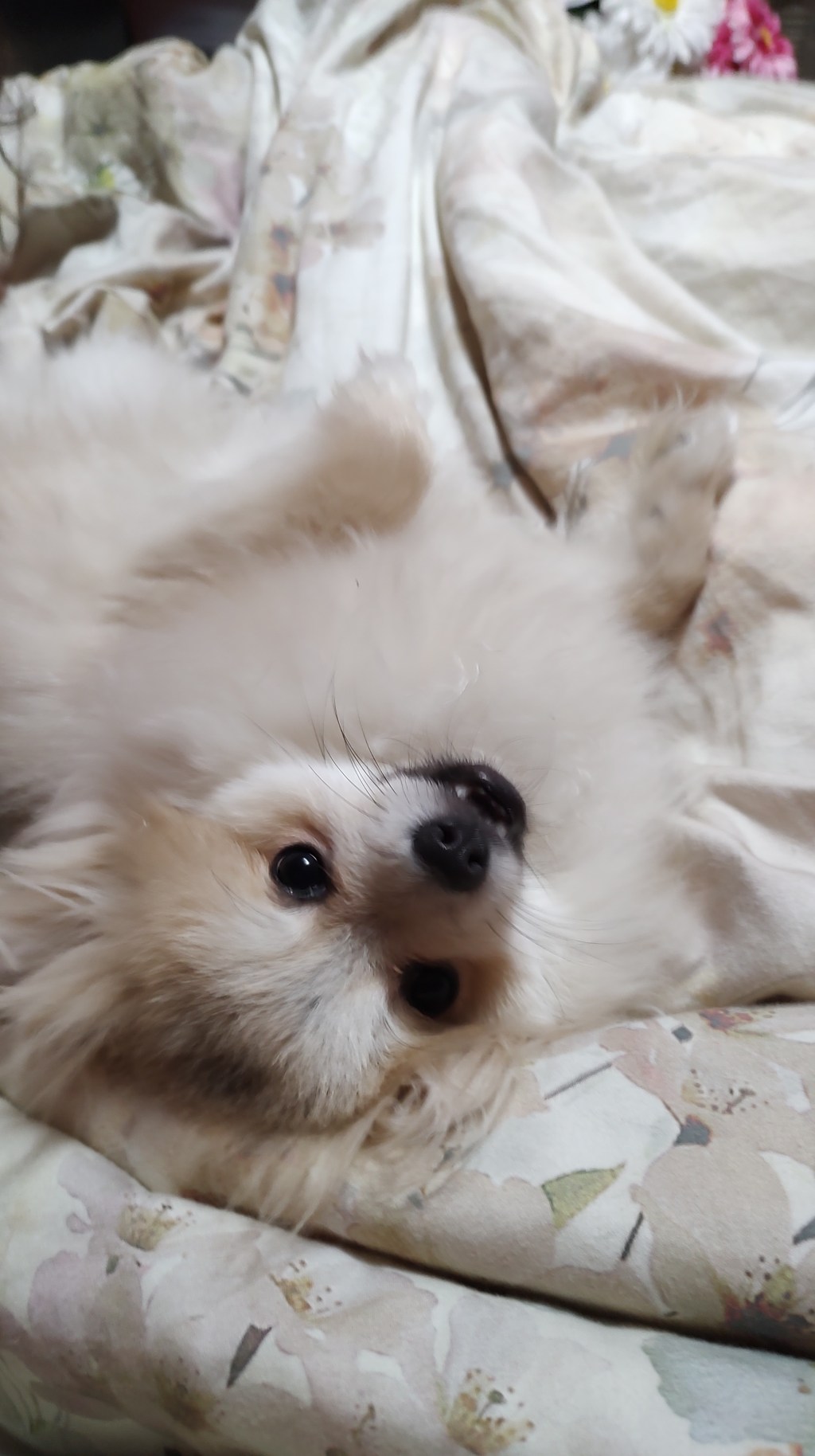 Post 27, Famous Owners of Pomeranian&nbsp;Taste