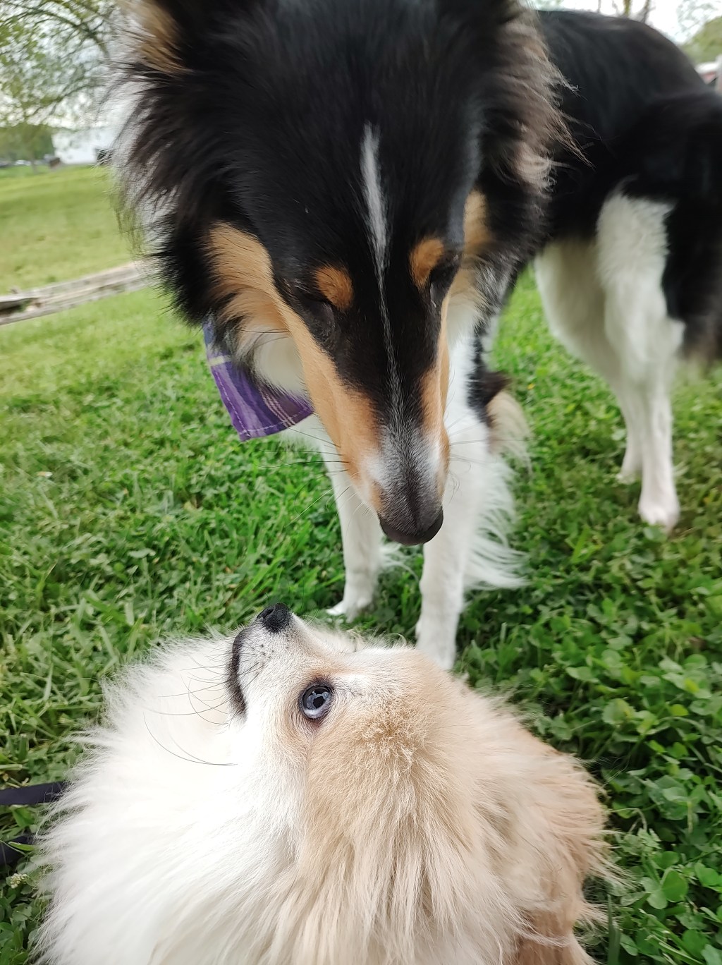 Post 31, Schnuggie meets a Collie in Pigeon&nbsp;Forge