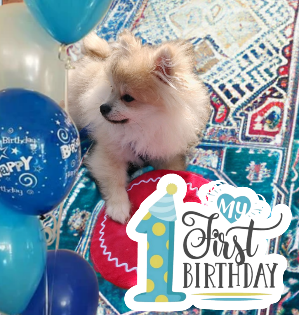 Post 40, It’s Schnuggie’s Birthday!