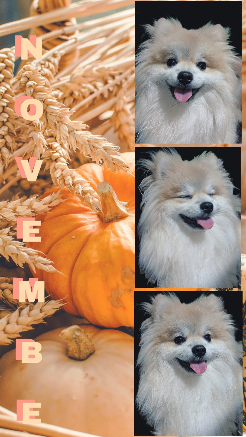 Post 42, November&nbsp;Schnuggie