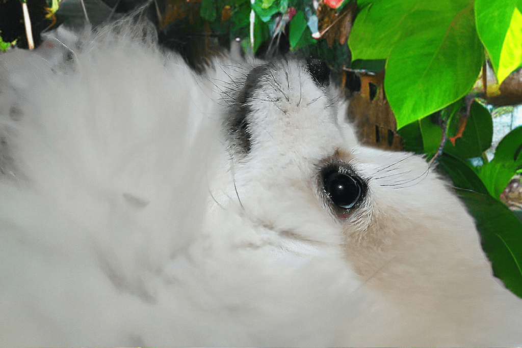 Post 43, Schnuggie Paradise