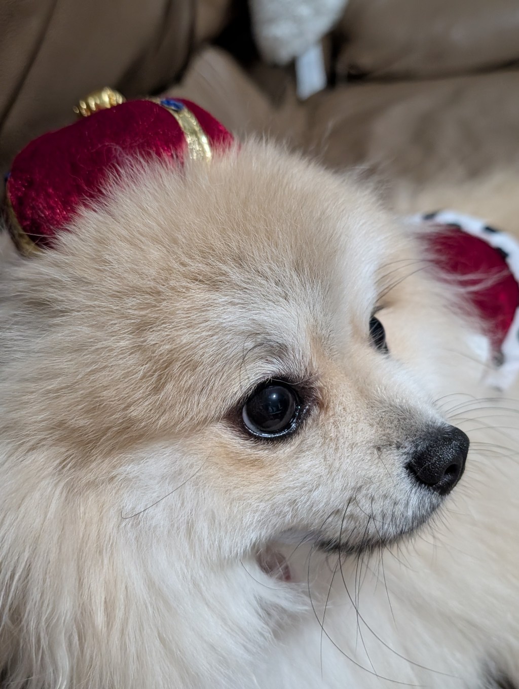 Post 46, King Schnuggie