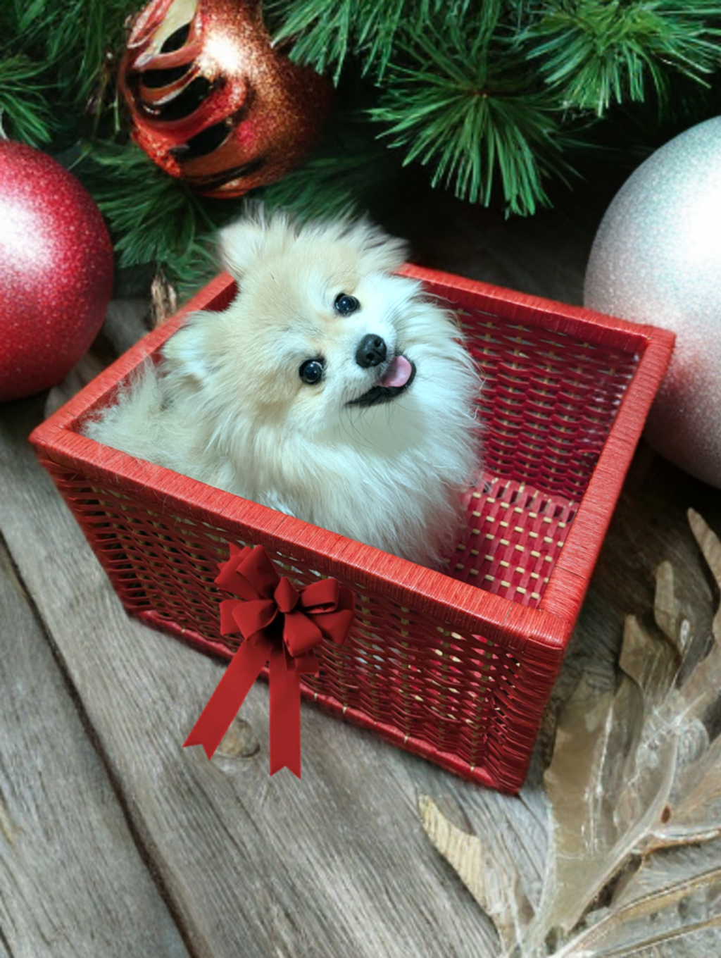 Post 48, Schnuggie in a Basket