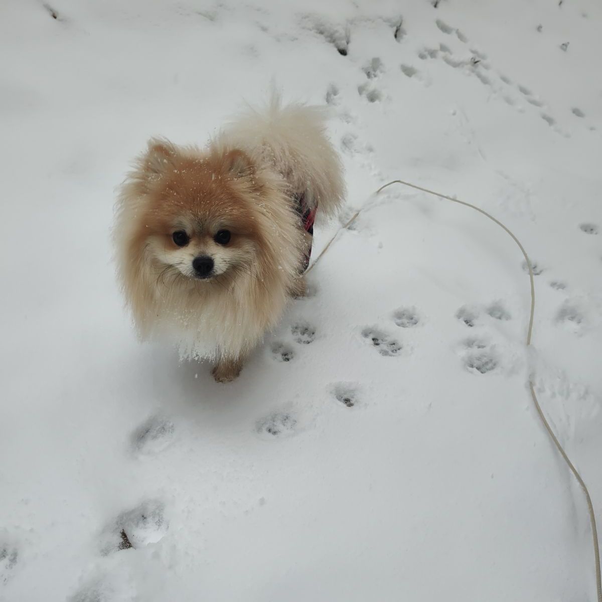 Post 56, Schnuggie vs the&nbsp;Snowpacolypse