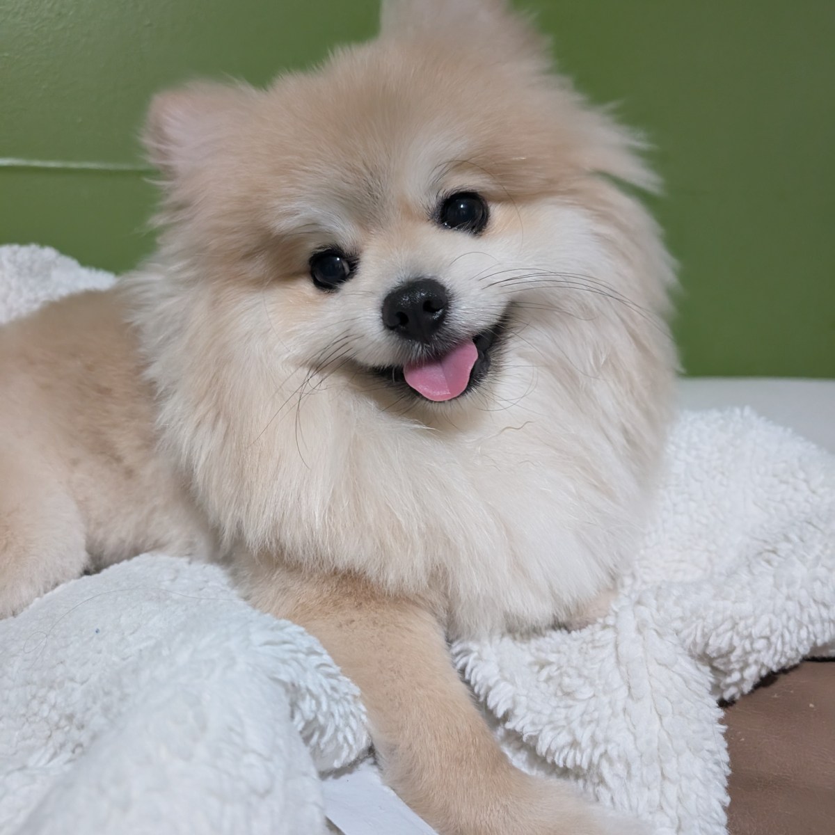 Post 58, Lion&nbsp;Cut