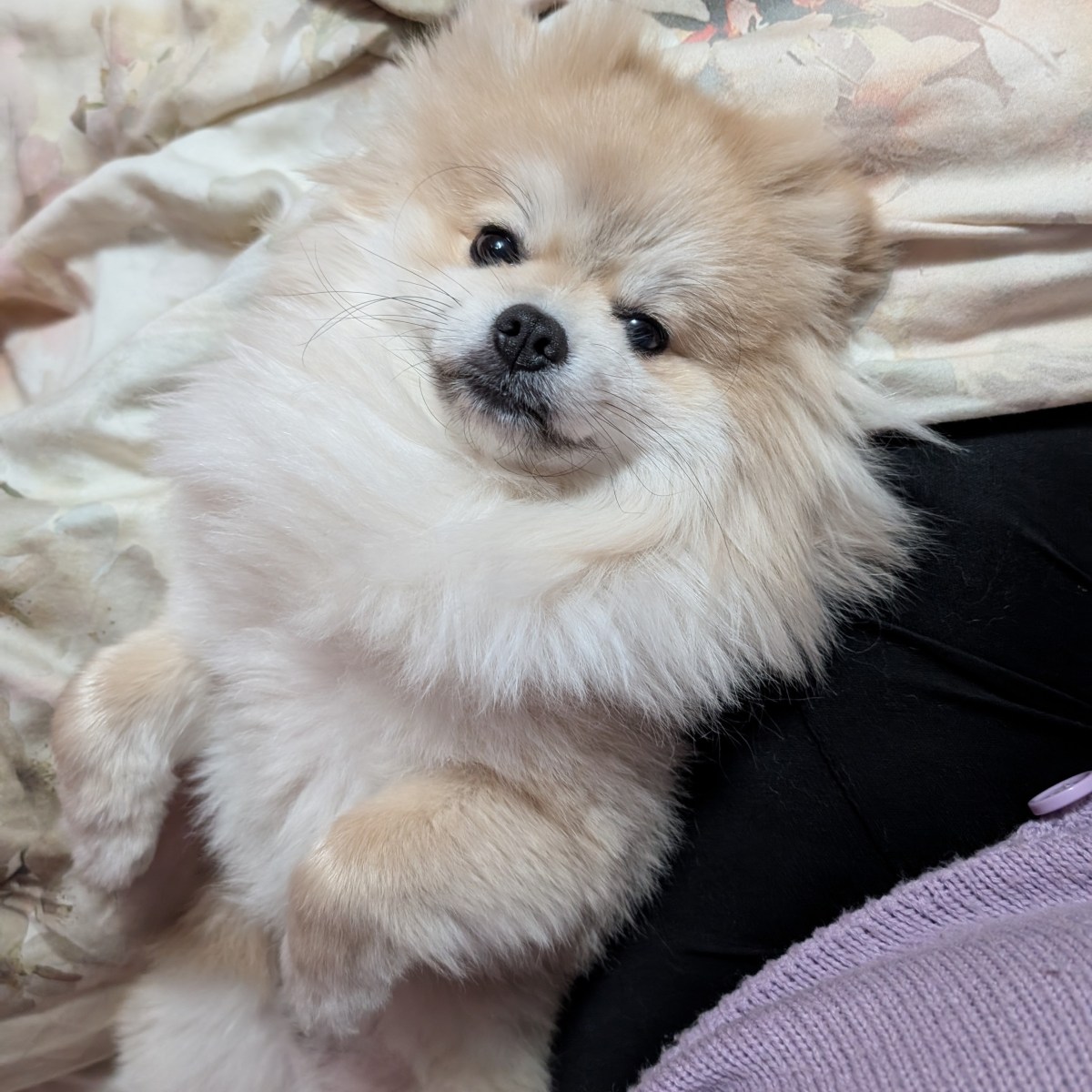 Post 59, Precious Moments&nbsp;Schnuggie