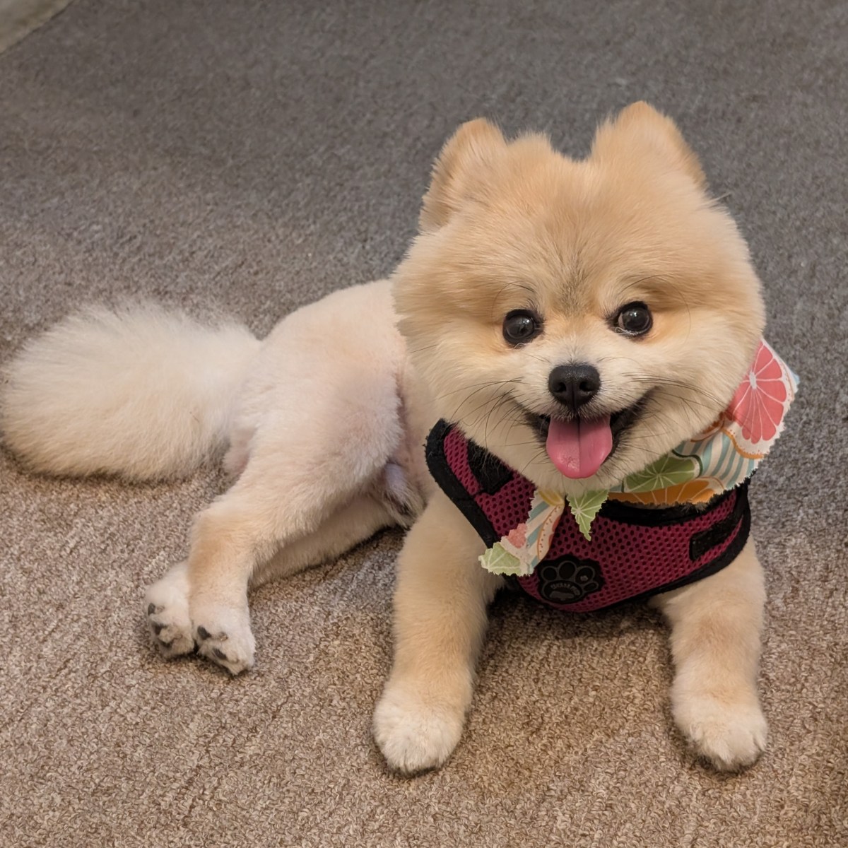 Post 71, Schnuggie Got the Teddy Bear&nbsp;Cut