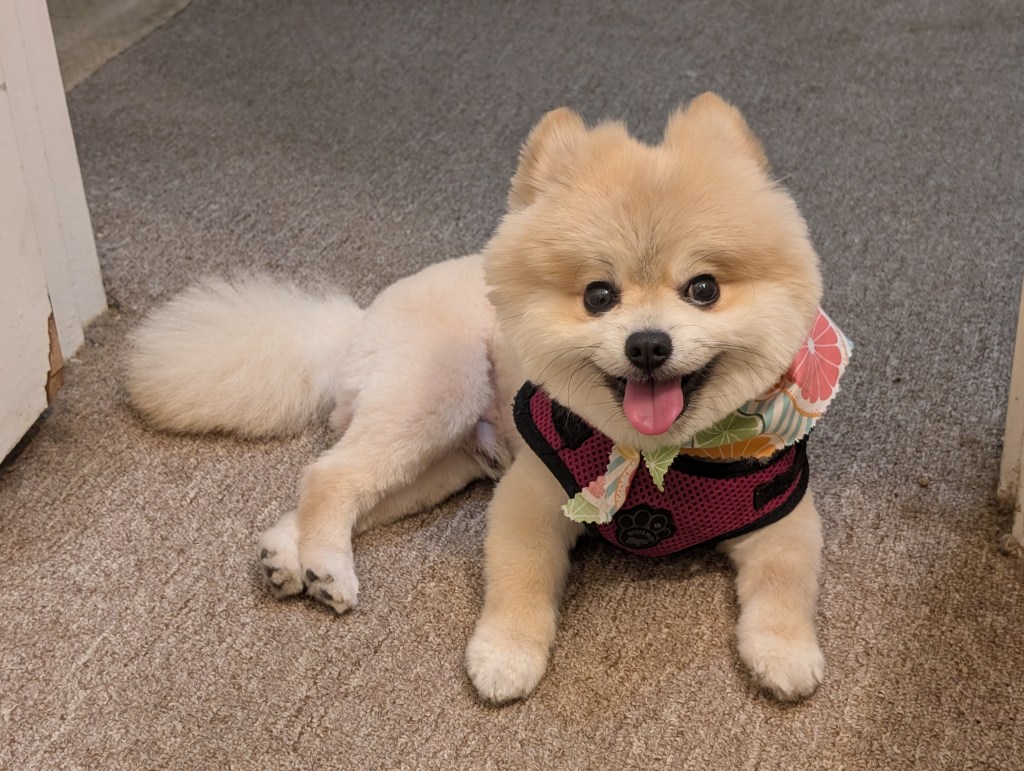 Post 71, Schnuggie Got the Teddy Bear&nbsp;Cut