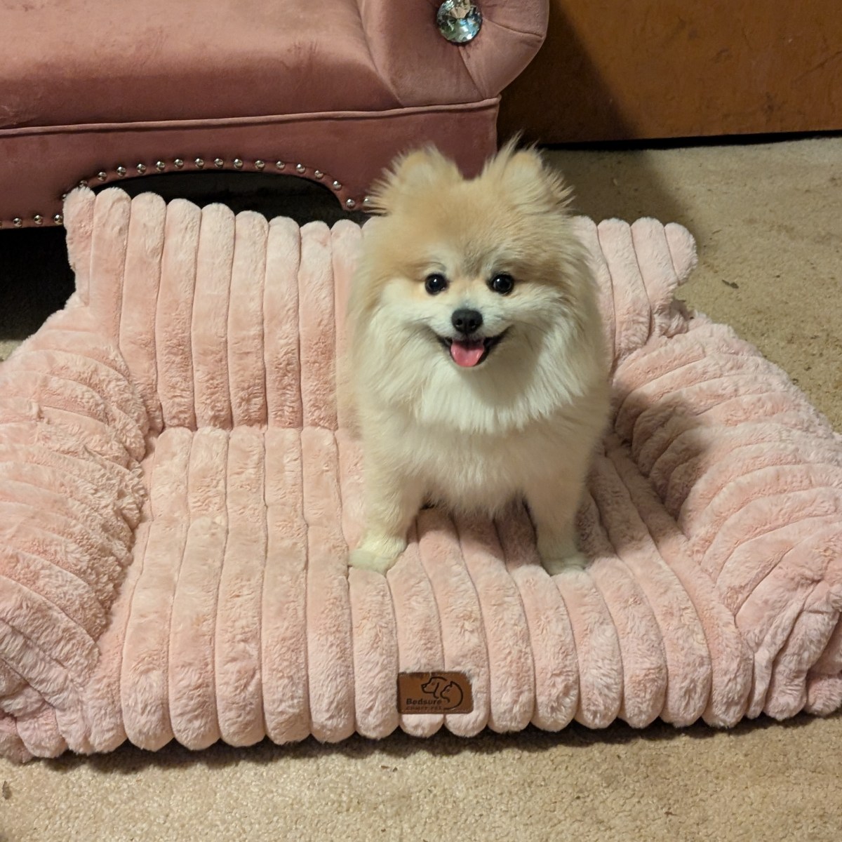 Post 72, Dog&nbsp;Couch