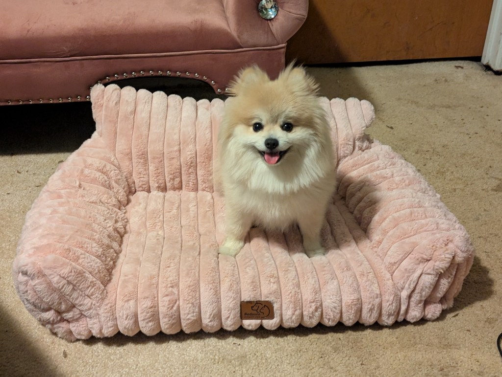 Post 72, Dog&nbsp;Couch